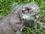 un iguane